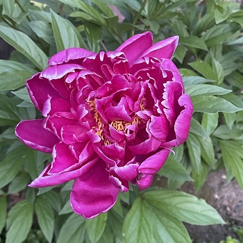 https://suehawkes.com/wp-content/uploads/2025/06/IMG_3666-Copy.jpg